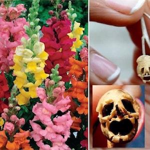 Rainbow Snapdragon Seeds, 100 PERENNIAL Edible Medicinal Garden Seeds, Bulk Flower Seeds, AWESOME Halloween SKULL Seedpod, Grow Your Own Tea