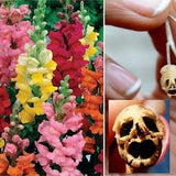Rainbow Snapdragon Seeds, 100 PERENNIAL Edible Medicinal Garden Seeds, Bulk Flower Seeds, AWESOME Halloween SKULL Seedpod, Grow Your Own Tea