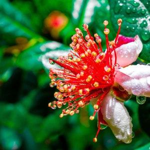 Dwarf Pineapple Guava tree {Feijoa sellowiana} Edible fruits and flowers | Showy blooms | 10+ seeds New!  US seller US seed