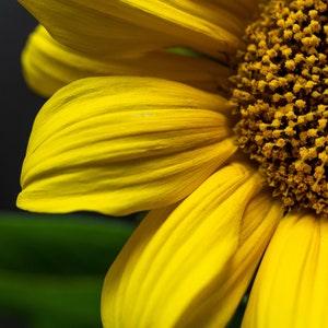 Sunflower 8x12 print (9.25" x 13" including margins)
