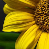 Sunflower 8x12 print (9.25" x 13" including margins)