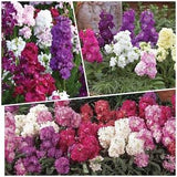 STOCKS TEN WEEK Dwarf Seeds - Double Florets Bloom All Season Long l Fragrant Flowers of Pink Red Mauve & White - Dwarf Stock Flower Seeds