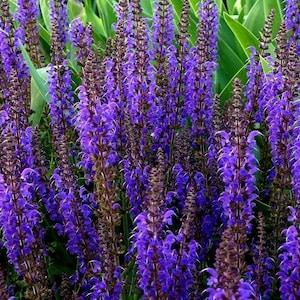 WOODLAND SAGE 'Blue Queen' Salvia Nemorosa Butterfly Pollinator Wildflower Vivid Blue 10 Seeds