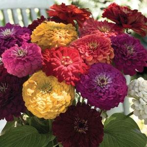 GIANT ZINNIA MIX Tall Large Elegans Butterflies Butterfly 50 Seeds