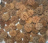 TEXAS SWEET GUM BALLS WITHOUT STEMS, APPROXIMATELY 150, PERFECT FOR A 14" WREATH