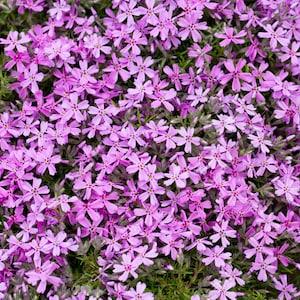 Perennial: RAINBOW ROCK CRESS 50+ Seeds - Tiny Lavender,Lilac Blooms Groundcover, Beauty, Easy To Grow - High Germination, Fresh Seed