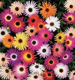 Ice Plant Seeds, Livingstone Daisy Seeds, Ground Cover Seeds, Mixed Daisies, 100