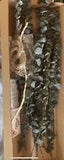 15 Pc Dried Eucalyptus