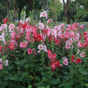 40 Hollyhock Flower seeds-WHITE-RED-PINK Mix-  Organic-Fresh seeds -Safe for Bees - attracts bees -Includes growing instructions