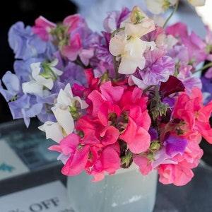 20 seeds mix color organic sweet pea