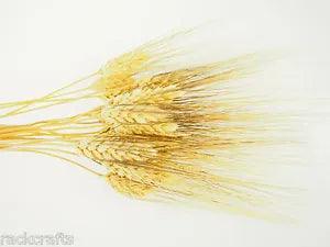 Large Dried Wheat Bunches Bundles Sheaves Vase Filler Home Decor Wedding Floral