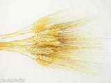 Large Dried Wheat Bunches Bundles Sheaves Vase Filler Home Decor Wedding Floral