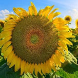 Mongolian Giant Sunflower - Helianthus annuus - Rare Heirloom Vegetable