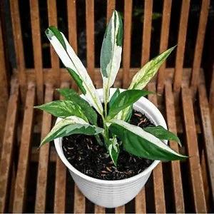 Peacy Lily-Spatufilm Variegated with Phytosanitary