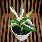 Peacy Lily-Spatufilm Variegated with Phytosanitary