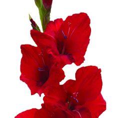 Gladiolus Red Flower | FiftyFlowers.com Flower Delivery
