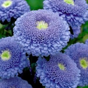 30+ Beautiful Double-Flowered Blue Sidonia Asters seeds
