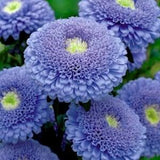 30+ Beautiful Double-Flowered Blue Sidonia Asters seeds