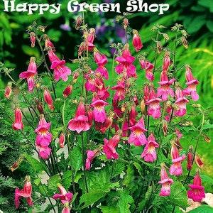 Oriental Foxglove - 200 seeds - Rehmannia Angulata - P1 Perennial Flower