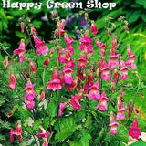 Oriental Foxglove - 200 seeds - Rehmannia Angulata - P1 Perennial Flower