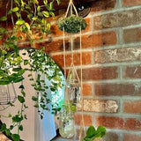 hanging plant propagation station