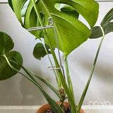 Long Plant Stake, Steel Large Swizzle Plant Stick, Tall Plant Stake, 18" Plant Stakes, Indoor Plant Stake, Plant Stem Holder, Plant Gift