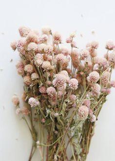 Natural Dried Flowers & Preserved Grasses at Afloral.com Flower Delivery