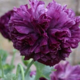 50+ Purple Peony Poppy / Paeony/ Pompom/ Flower Seeds/ Poppies / English Garden / Papaver somniferum / Paeoniifloum