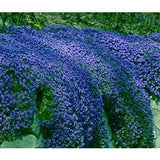 100 Pcs Blue Rockcress Cascading Seeds-Mat forming Perennial Ground Cover-AUBRIETA HYBRIDA SUPERBISSIMA--B191