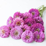 20+ Benary's Giant Lilac Zinnia Flower Seeds/  Zinnia elegans / (#87)