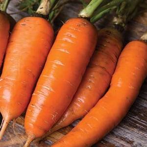 Herb and Vegetable Seeds