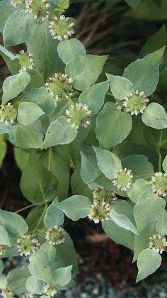 Mountain Mint Flower Delivery