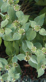 Mountain Mint Flower Delivery