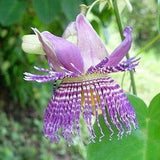 Seemann's Passion Fruit Flower - Passiflora seemanii - Rare 'Plant' Seeds - Red passionflower, Purple-White, Seemann's Yellow Granadilla