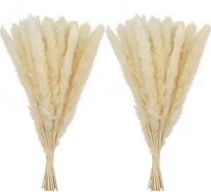 Dried Pompas Grass 60 Pcs - 18" Bunny Tails Pompous Grass Beige Boho Home Decor