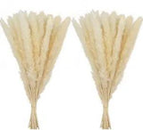Dried Pompas Grass 60 Pcs - 18" Bunny Tails Pompous Grass Beige Boho Home Decor