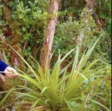 Astelia fragrans  Bush Lily, Kakaha Plant 10 Seeds