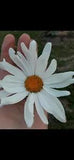 SHASTA DAISY FLOWER SEEDS 50 PERENNIAL bees BUTTERFLY garden
