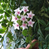 Hoya Bella- Hanging Plant, Wax Plant, Fragrant Blooms- Plant Cuttings, Easy to Grow