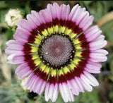 25 Painted Mix Daisy Seeds |Colorful Rings Rainbow Paper Wild Flower Seed Plant