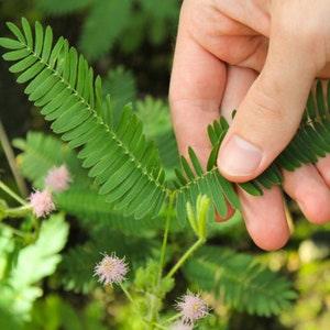 Sensitive Plant Mimosa Pudica Seeds - Open-Pollinated for Seed Saving - Non-Hybrid & Non-GMO - Heirloom Canada Flower Seeds