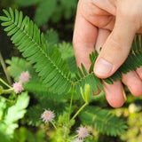 Sensitive Plant Mimosa Pudica Seeds - Open-Pollinated for Seed Saving - Non-Hybrid & Non-GMO - Heirloom Canada Flower Seeds