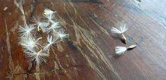 How to Grow Gerbera Daisies from Seed - Today's Homeowner Flower Delivery