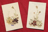 Antique German Dried flowers on cards fossils Germany