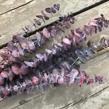 5x Natural Dried Flower Eternal Eucalyptus Branches Leaves Plant Floral Decor US