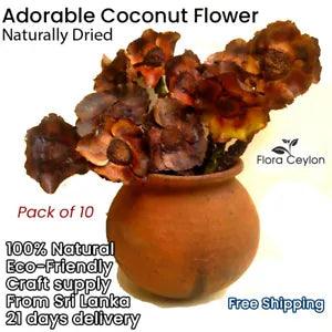 20X Naturally Dried Adorable Coconut Flowers For Vases Home Floral Decorations