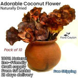 20X Naturally Dried Adorable Coconut Flowers For Vases Home Floral Decorations