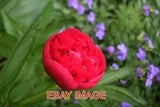 PHOTO  PEONY ROSE  FULL BLOOM IN THE GARDEN.