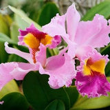Purple Orchid Flower in Kauai Hawaii Photo, Tropical Wall Decor, Hawaiian Tropical Flower Photograph, Botanical Wall Art