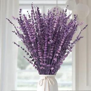 Dried Purple Lavender Flowers Bundle Dried Preserved Lavender Bouquet 15 17" for
